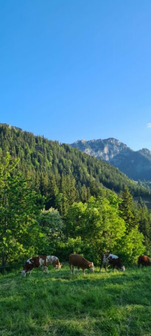 041cd0d9-748f-48ea-b769-5375382f2bd9