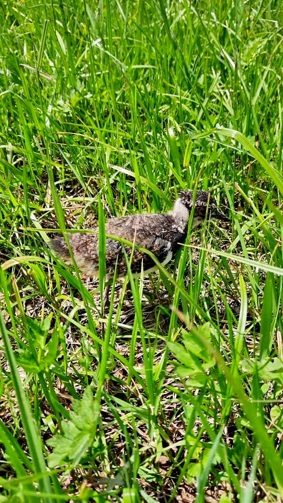 1-Brutnachweis - Dirk Alfermann