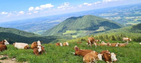 10a432ac-7bb3-41a6-bc84-a11ae75ee512