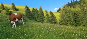 2fa93be0-bf45-489b-82e5-36c0ca384882