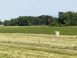 Es gibt wieder mehr Störche