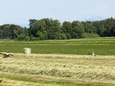 Es gibt wieder mehr Störche