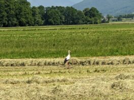 Es gibt wieder mehr Störche