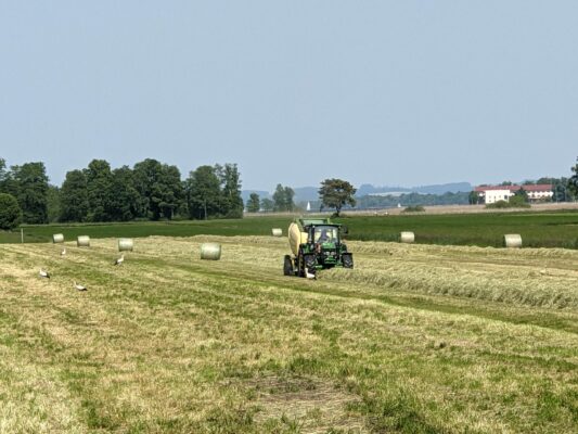 Es gibt wieder mehr Störche