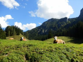 Gipeltouren und Almwanderungen im Achental