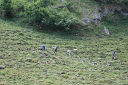 fras pfadfinder alm03