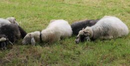 kl-sach bauernmarkt10