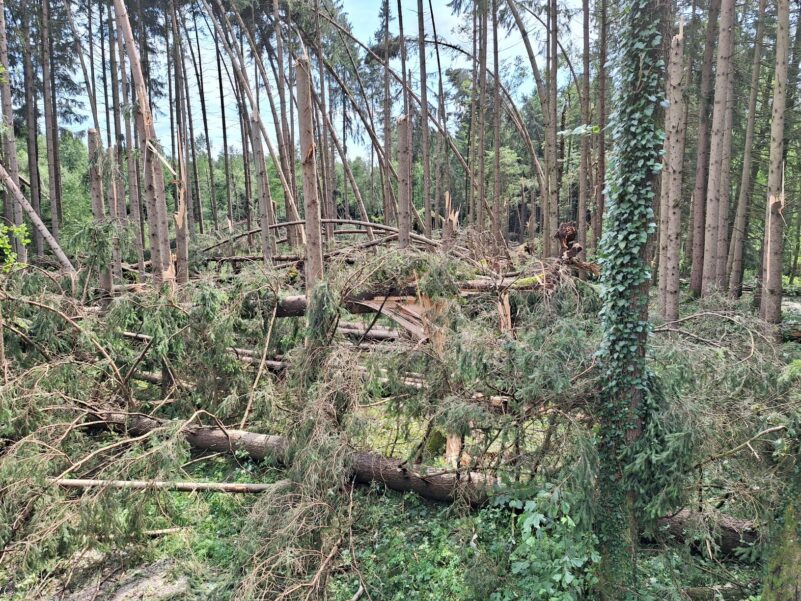 2_Sturmwurfverhau (002)