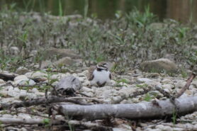 AktNatBeo-230725-ja-1_Jungtiere_unter_Fluegeln