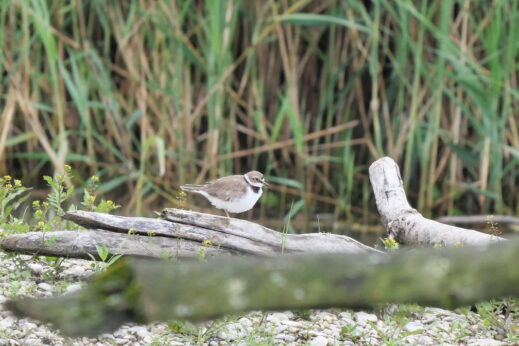 AktNatBeo-230725-ja-2_Alttier_wachend