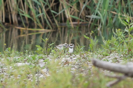AktNatBeo-230725-ja-3_Ich_will_ins_Warme