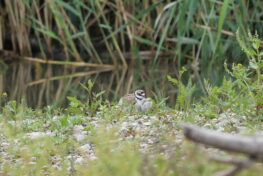 AktNatBeo-230725-ja-4_Jungtiert_schluepft_unter_Alttier