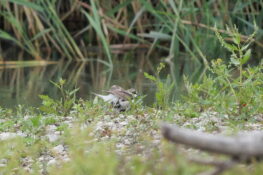 AktNatBeo-230725-ja-5_Es_wird_eng