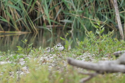 AktNatBeo-230725-ja-7_Schoen_ist_es_hier