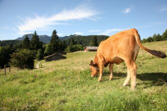 FLM_Glentleiten_Almen