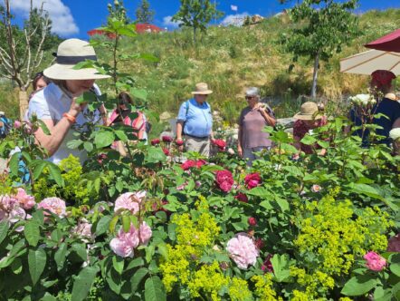 Rosengarten Freyung 2023 gGmbH_Daniela Blöchinger