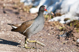 SB-20110219084451-f1d451a8-1140pix