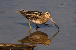 SB-CNF-hz-106-u-F4-7867-KI-1140pix