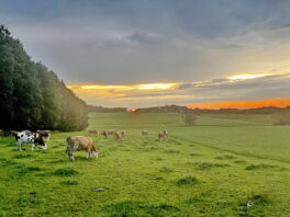 1Gewitter-Gras-Gemälde - Gaishacken-Stetten 1