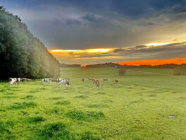 1Gewitter-Gras-Gemälde - Gaishacken-Stetten 2
