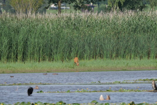 AktNatBeo-230731-ja-1_Reh