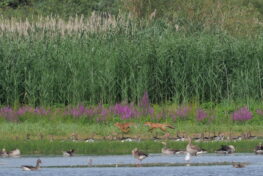 AktNatBeo-230731-ja-2_Rotfuchs