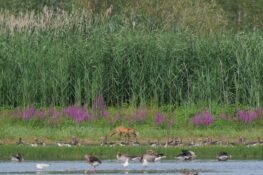 AktNatBeo-230731-ja-3_Rotfuchs