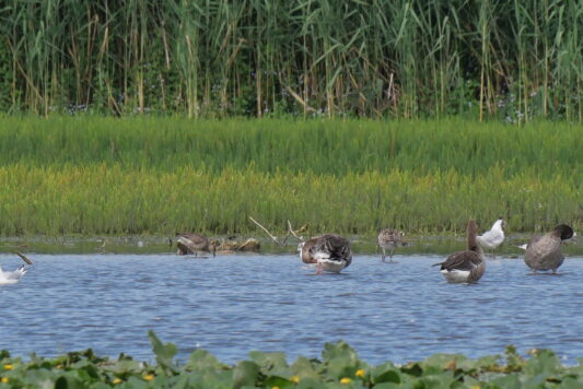 AktNatBeo-230731-ja-6_Brachvoegel