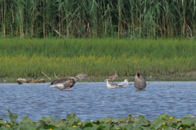 AktNatBeo-230731-ja-7_Brachvoegel