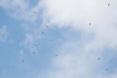 AktNatBeo-230731-ja-8_Weissstorch