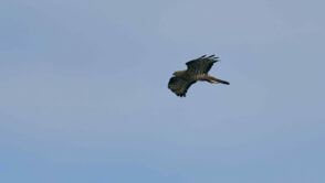 AktNatBeo-230808-ak-02-Westenbussard mit Wabe-e0a7_3k