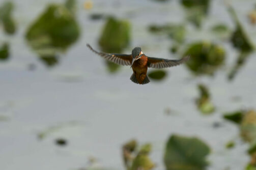 AktNatBeo-230808-ak-06-Eisvogel im Ruettelflug-e243_3k