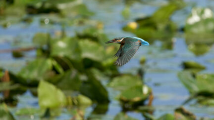 AktNatBeo-230808-ak-08-pfeilschneller Geradeausflug-3cfe_3k