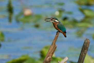 AktNatBeo-230808-ak-10-Eisvogel Akrobatik mit kleinem Fisch-2416_3k