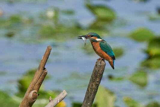 AktNatBeo-230808-ak-12-Eisvogel Akrobatik mit grossem Fisch-f211_3k
