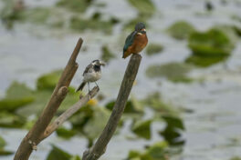 AktNatBeo-230808-ak-14-deb76_3k