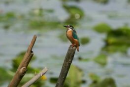 AktNatBeo-230808-ak-16-eb75_3k