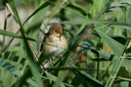 AktNatBeo-230808-ak-18-03b7_3k