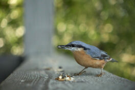 AktNatBeo-230808-ak-22-d98f_3k