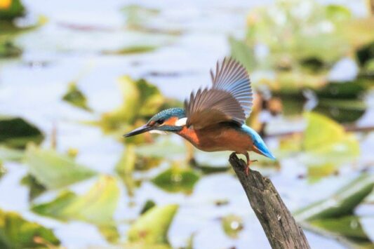 AktNatBeo-230809-ah-02-Eisvogel startet zur Fischjagd HB (1)