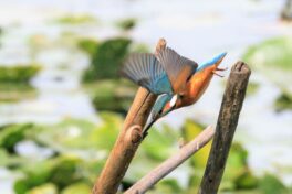 AktNatBeo-230809-ah-02-Eisvogel startet zur Fischjagd HB (2)