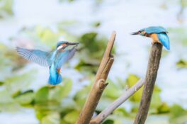 AktNatBeo-230809-ah-06-Um Sitzwarte streitende Eisvoegel HB