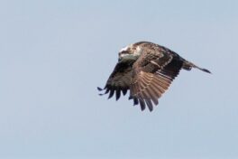 AktNatBeo-230809-ah-08-Fischadler HB