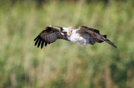 AktNatBeo-230809-ah-09-Fischadler schuettelt Wasser aus dem Gefieder HB