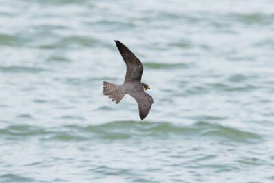 AktNatBeo-230809-ah-12-Jagender Baumfalke HB