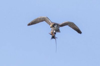 AktNatBeo-230809-ah-14-Baumfalke mit erbeutetem Mauersegler HB (1)