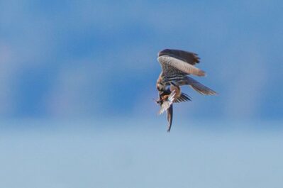 AktNatBeo-230809-ah-18-Baumfalke kroepft Mauersegler im flug HB (3)