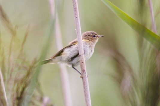 AktNatBeo-230809-ah-20-Zilpzalp HB