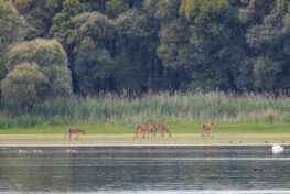 AktNatBeo-230809-ah-22-Hirschkuehe mit Kaelbern HB