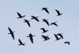 AktNatBeo-230809-ah-24-Kormorane HB